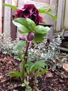 the old leaf growth needs to be removed